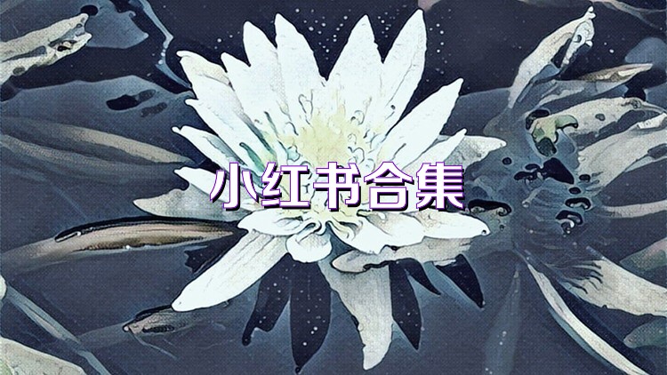 小红书合集