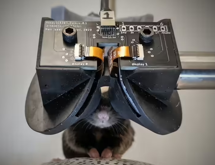 脑科学新纪元！科学家为老鼠定制VR体验，揭秘大脑运作的神秘面纱！