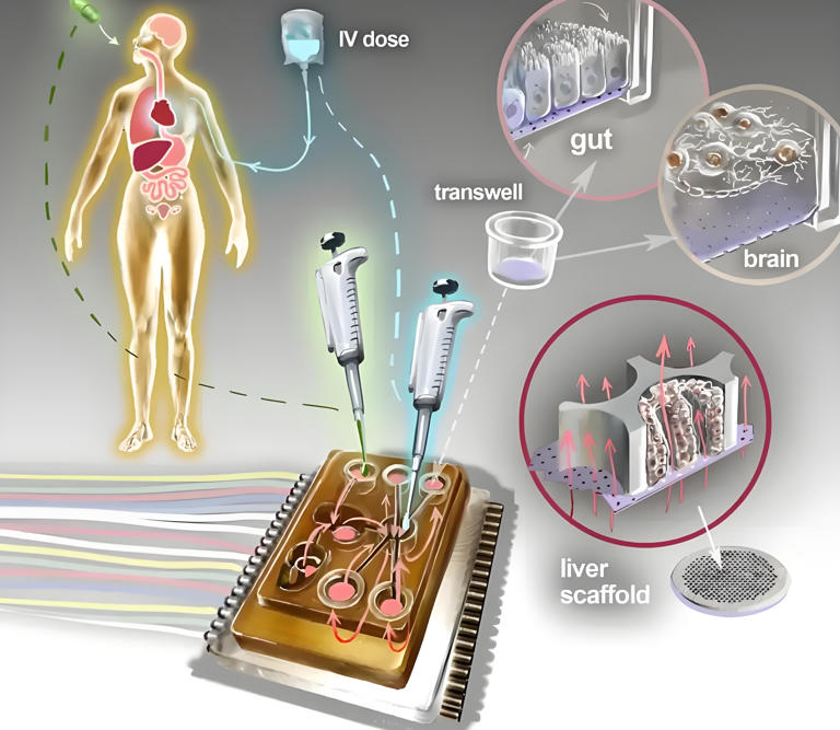 器官芯片：在微小空间中创造生命奇迹的黑科技