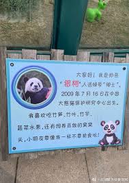 专家回应大熊猫银柯身体状况最新消息