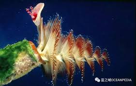 探秘因形似圣诞树得名的圣诞树蠕虫