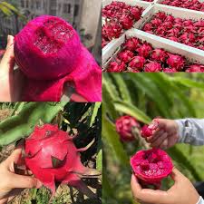 红心蜜宝功效大具体核心功效超乎想象