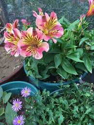 初花到底是什么意思？你绝对想不到！