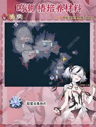 惊爆！鸣潮椿养成材料需求全曝光，速来围观！