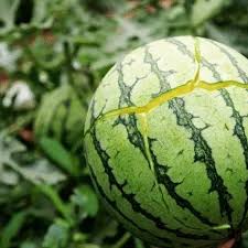 蜜宝究竟是什么？背后隐藏的惊人秘密大！