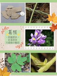 苗家传统外用药：过江龙奇油的神奇功效