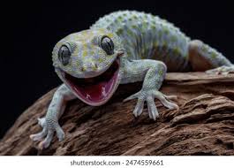 Tuko背后：独特含义引人探究