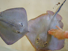 黄绍鱼是否为老板鱼：详细解析与对比，真相