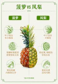 探索菠萝的别称：其多样化的美味名称