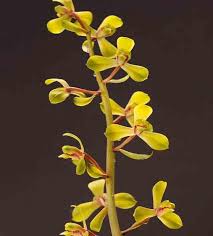 幽兰佳人改编版：古典韵味与现代风情交融的新诠释