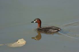 解析‘小候鸟’一词的含义与由来