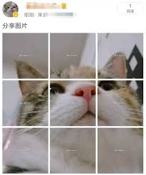 微博九宫格发图技巧：打造超吸睛点击率的秘籍！