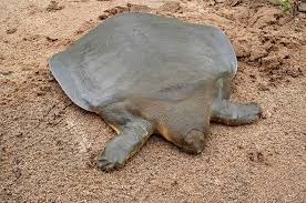 神秘水生生物：沙鳖的独特魅力与奥秘