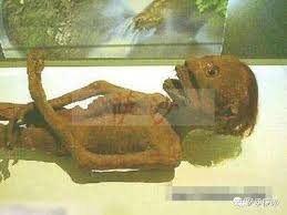 日本河童遗骨真相大到底是真是假？