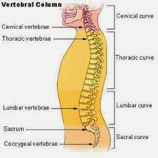必看！SPINE究竟在哪玩，带你开启精彩游戏之旅