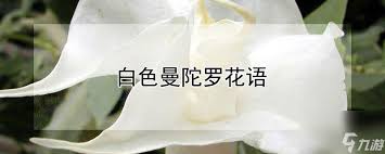 白色曼陀罗花语：神秘、恐怖、无间的爱与复仇等寓意深度解析
