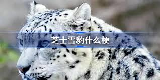 深度剖析：改进芝士雪豹究竟是什么新奇梗