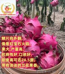 震惊！红心蜜宝毒性究竟有多强？真相令人咋舌！